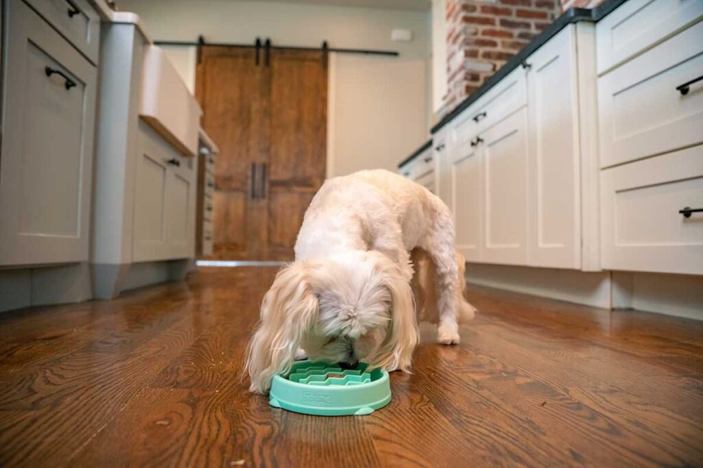 dog eating from bowl