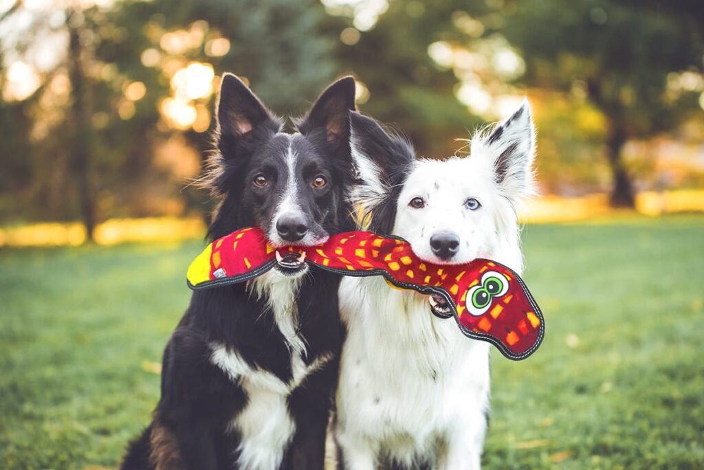 crinkle toys for dogs
