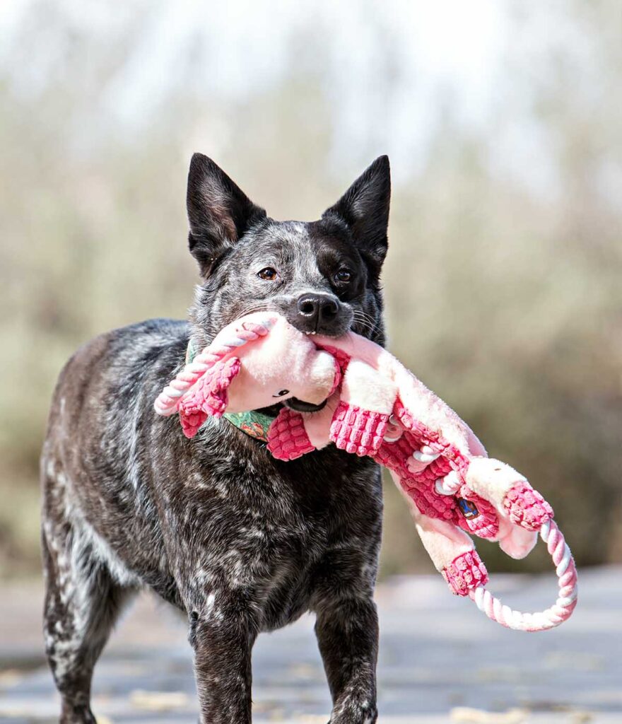 dog with a rope toy