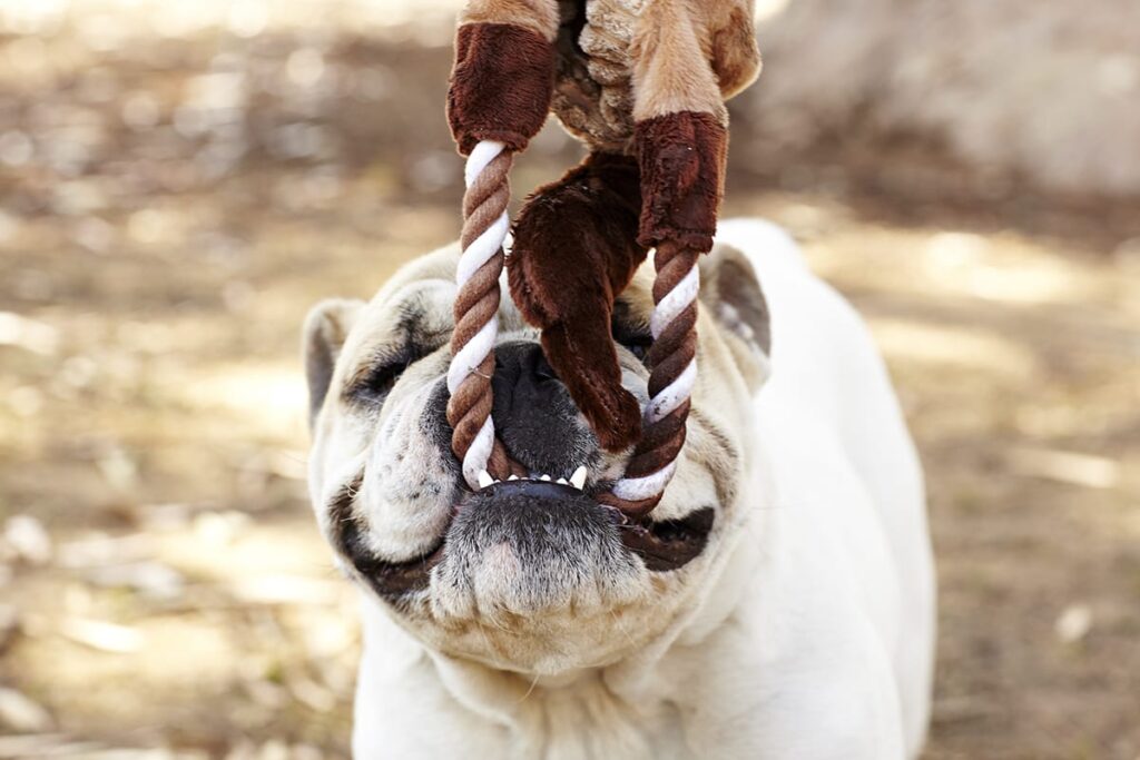 english bulldog with tug toy