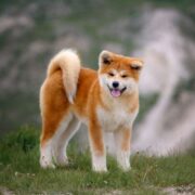 best toys for akitas