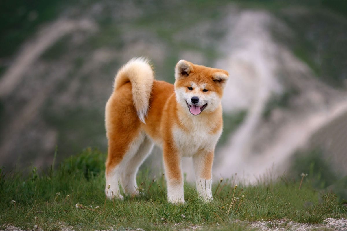 7 Best Toys for Akitas & Their Exercise Needs