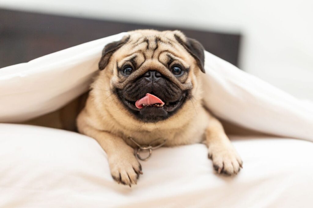 best toys for pugs