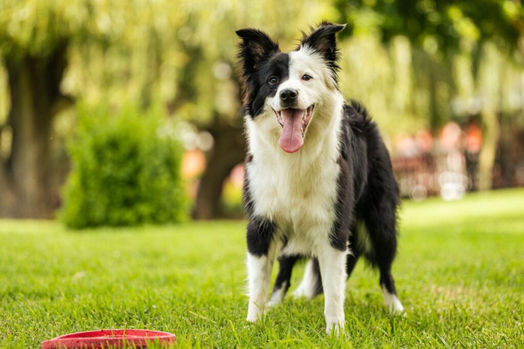 best toys for border collies