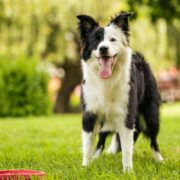 best toys for border collies