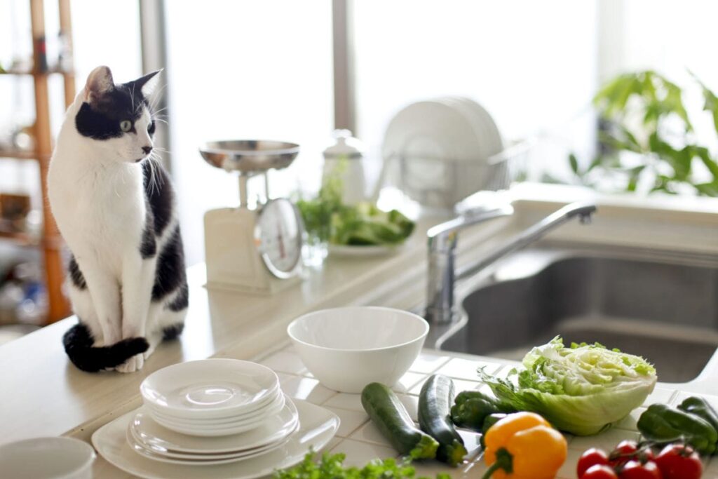 how to keep cats off of counters