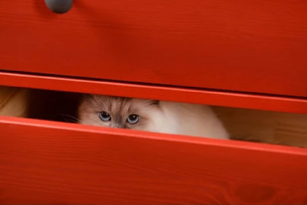 Why Do Cats Hide?