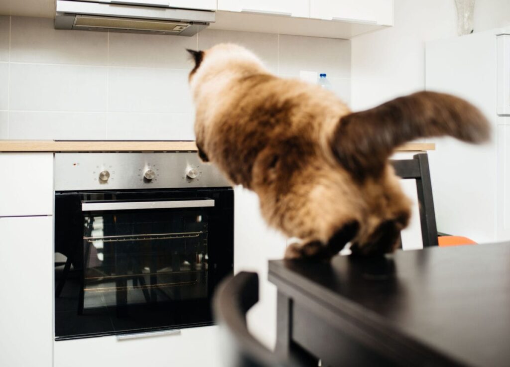 how to keep cats off of counters