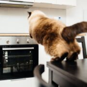 how to keep cats off of counters
