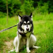 constipated husky dog