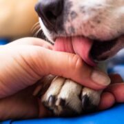 a dog licking its paw dog fall allergies