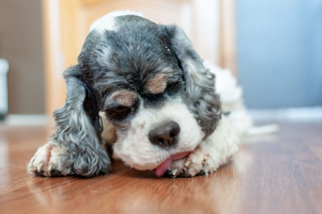 why do dogs lick their paws