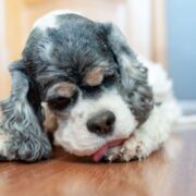 why do dogs lick their paws