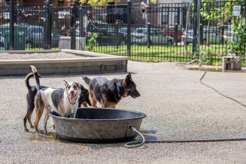 dogs playing at the dog park