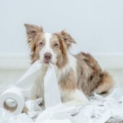 when is dog diarrhea an emergency