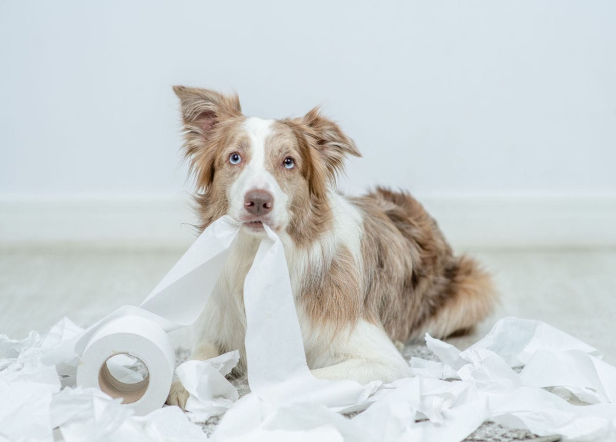 Pool of Stool: When Is Dog Diarrhea an Emergency?