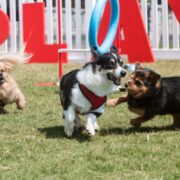 dog park etiquette