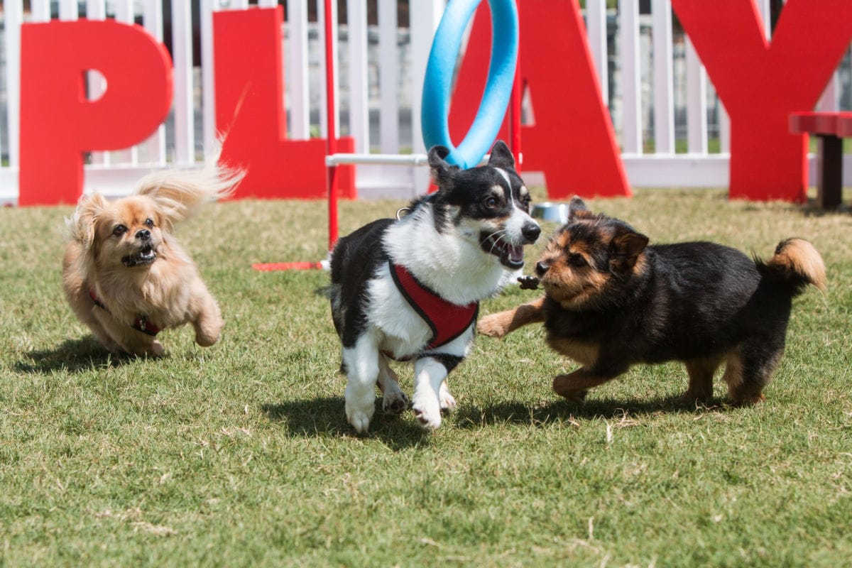 Dog Park Etiquette: How Hounds (and Humans) Should Behave