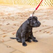trigger stacking nervous puppy