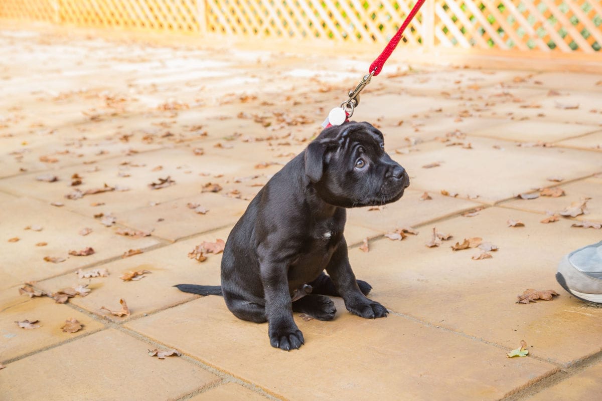Trigger Stacking in Dogs & Anxiety Overload