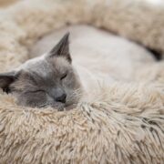 do cats dream