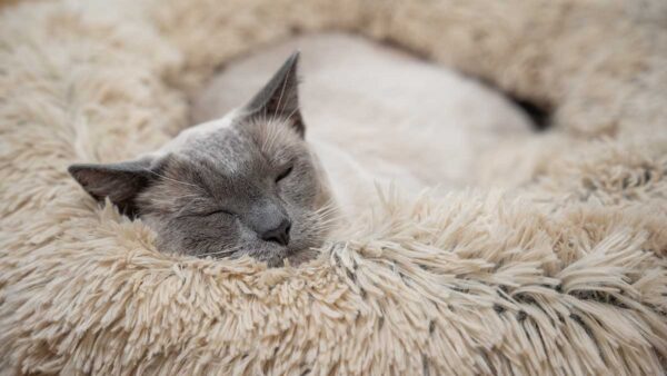 do cats dream