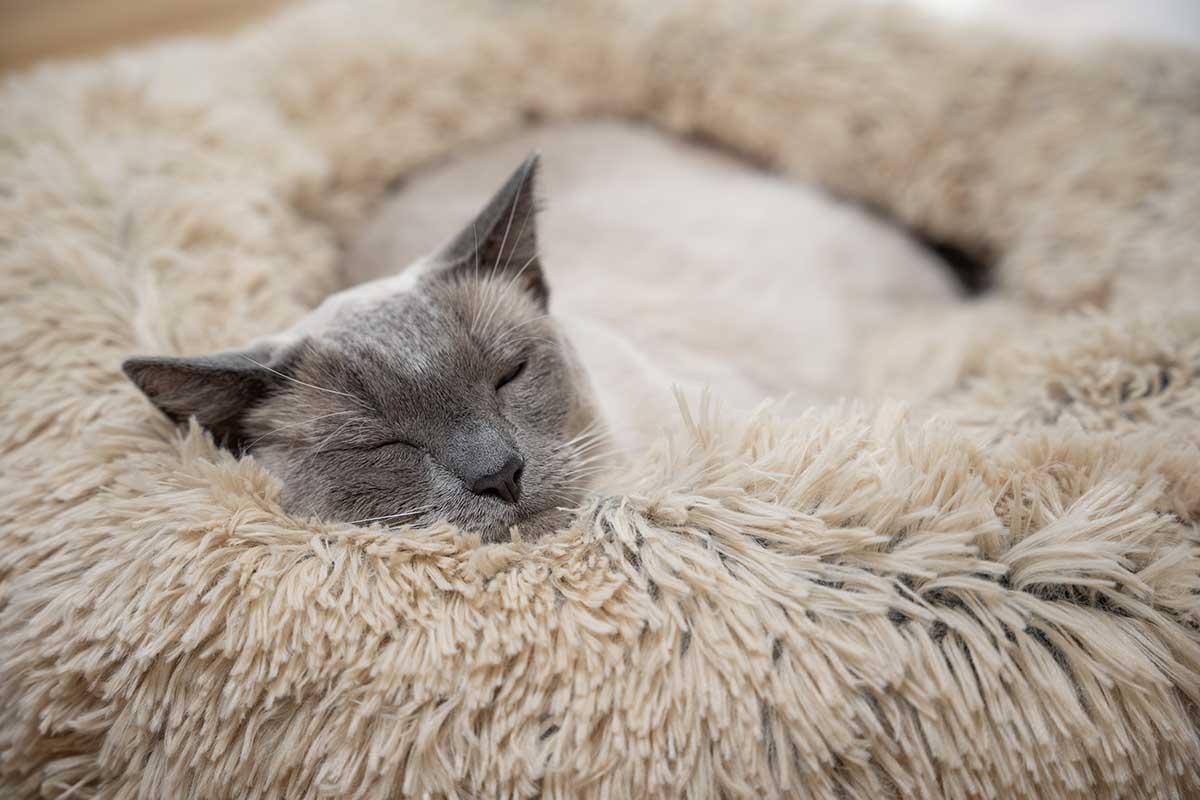 Do Cats Dream During All Those Naps?