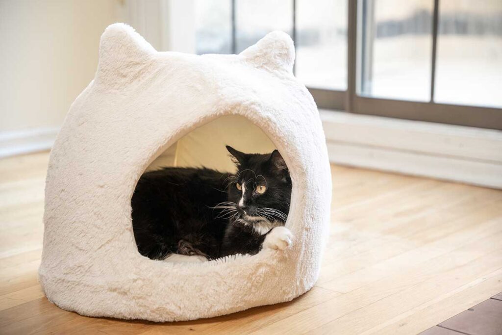 black cat in a pet hut