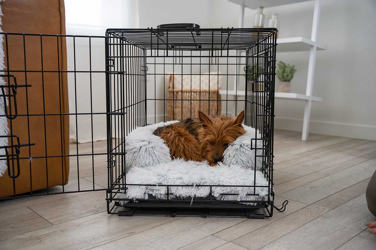 Beds for Dog Crates That Are Both Comfortable & Functional