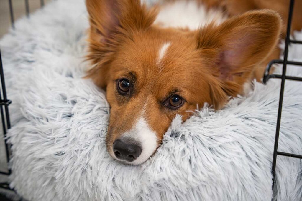 corgi on a shag bed