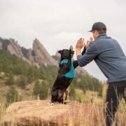 dog recall training