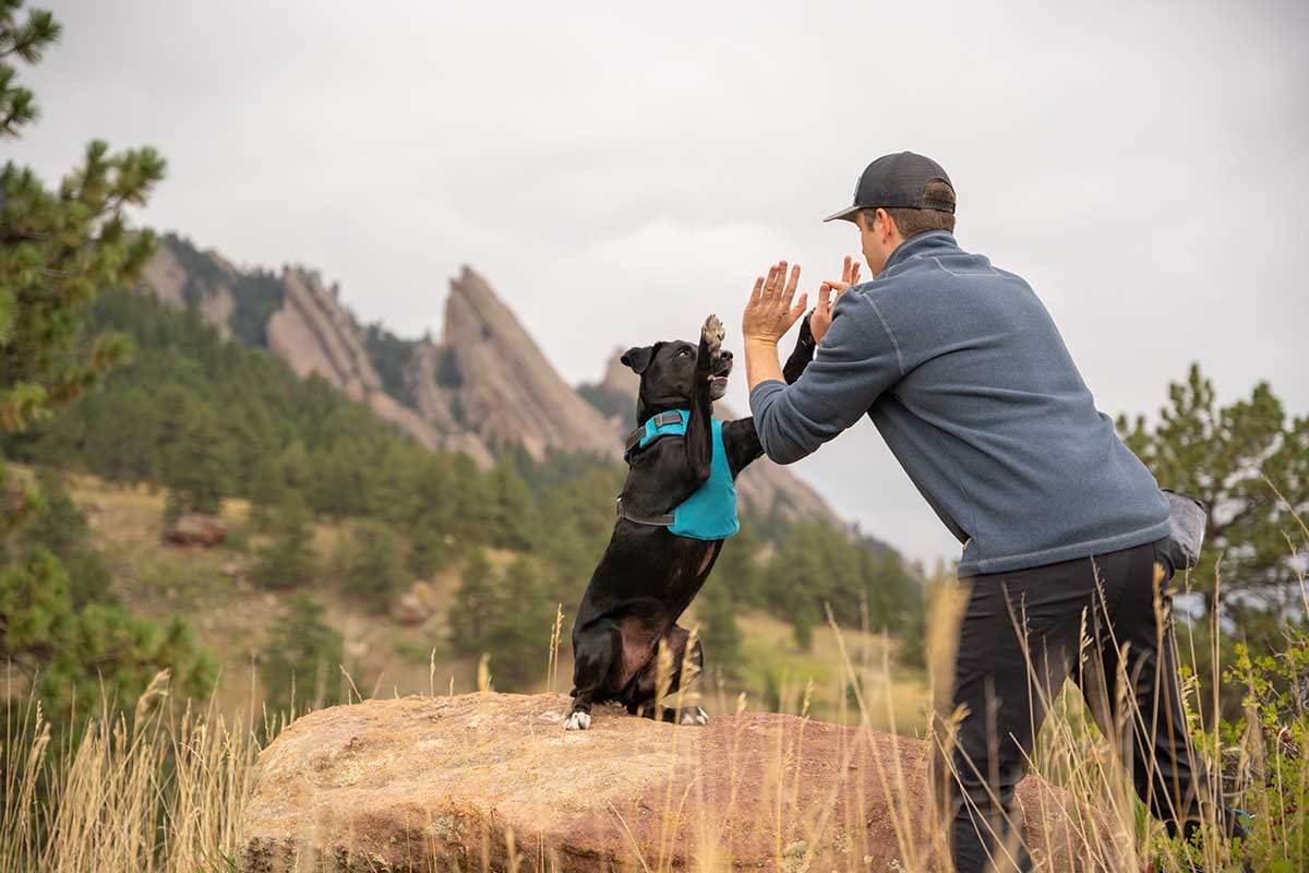 Dog Recall Training: Teaching Your Dog to Come