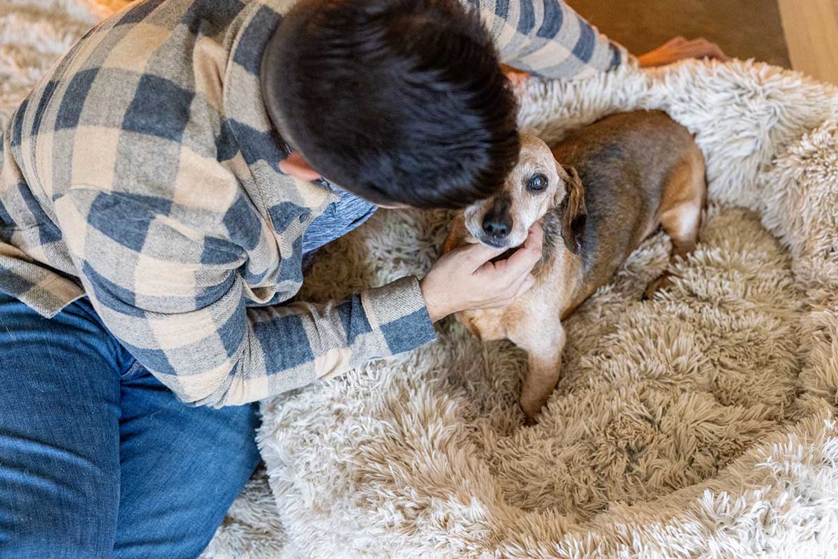 Supremely Cozy Gift Basket Ideas for Pet Parents