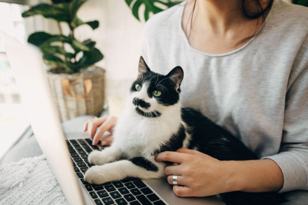 how to keep my cat off my laptop