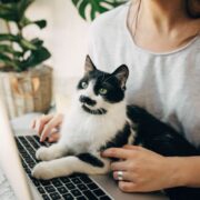 how to keep my cat off my laptop