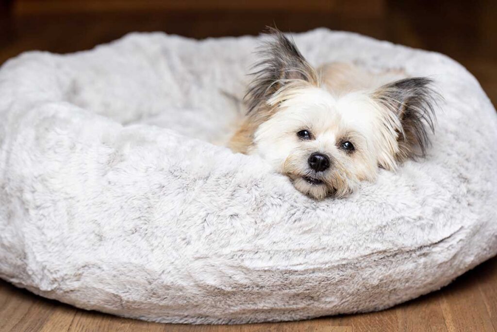 dog in a donut bed