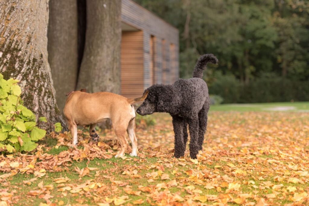 why do dogs sniff butts