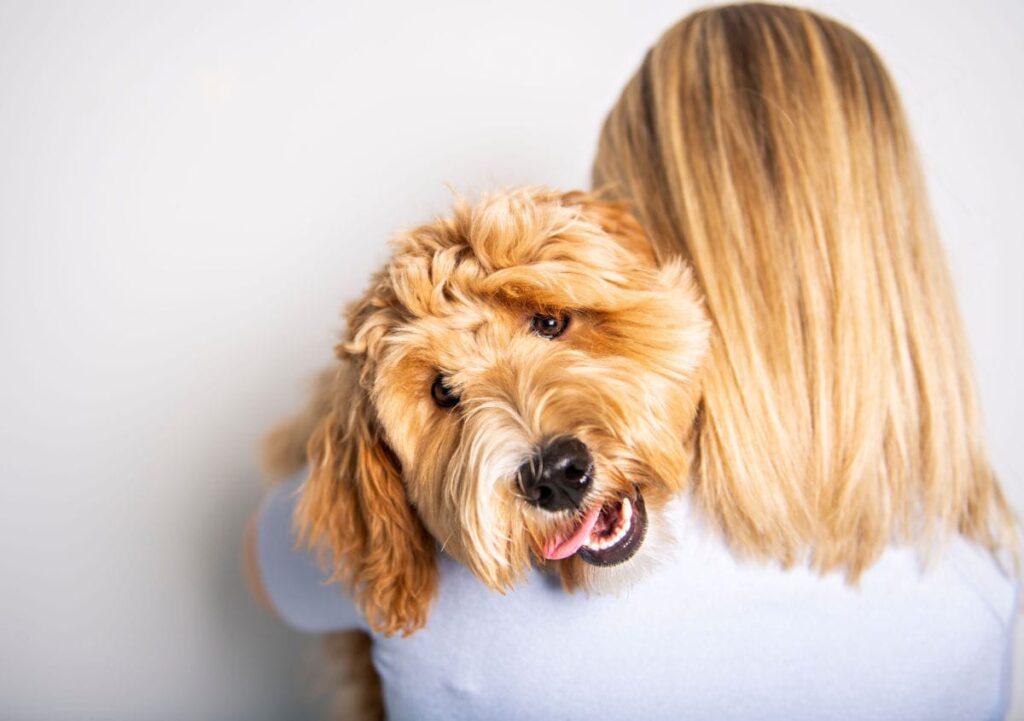 goldendoodle and its human