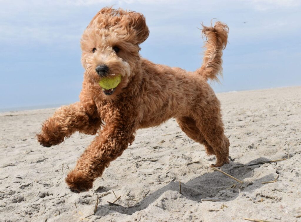 best toys for goldendoodles