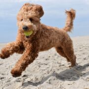 best toys for goldendoodles
