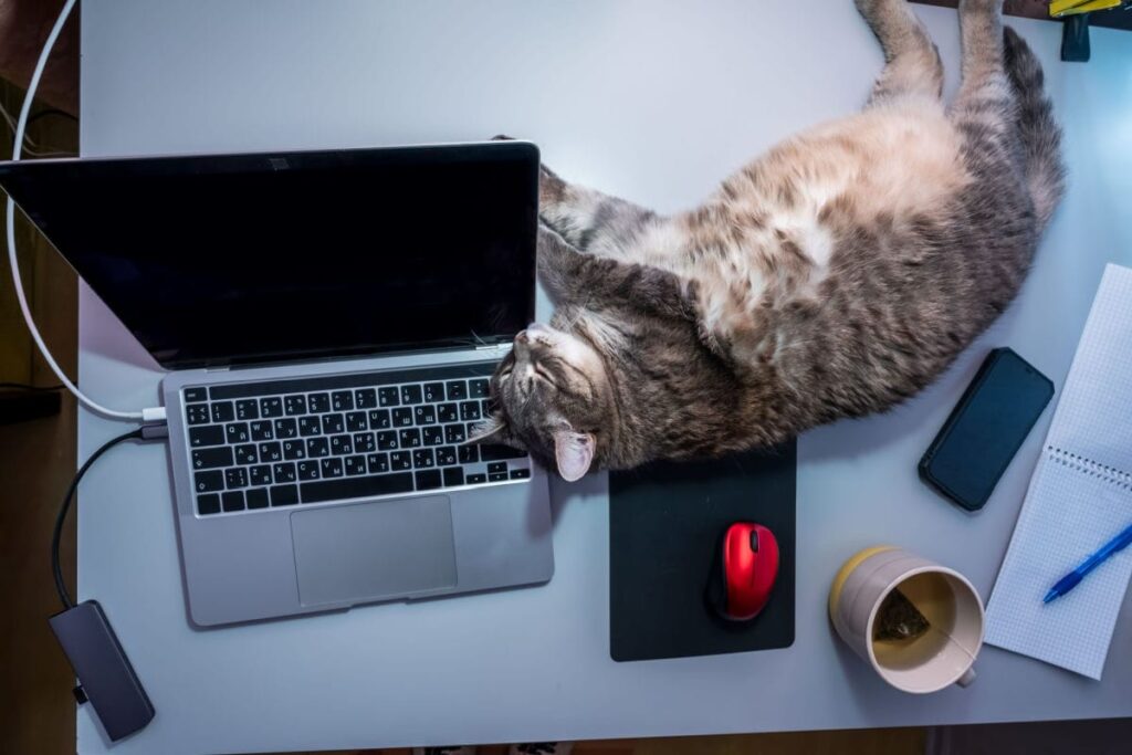 cat laying on work desk