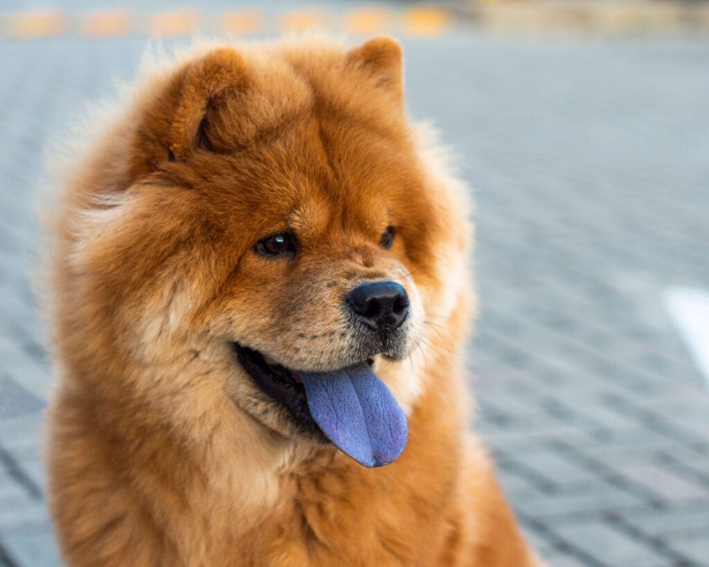chow chow dog