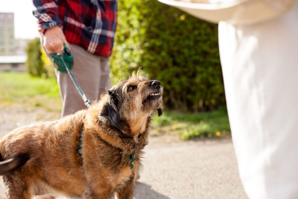 what to do when a dog bites