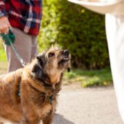 what to do when a dog bites