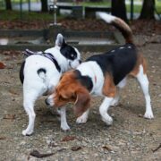 why do dogs sniff butts
