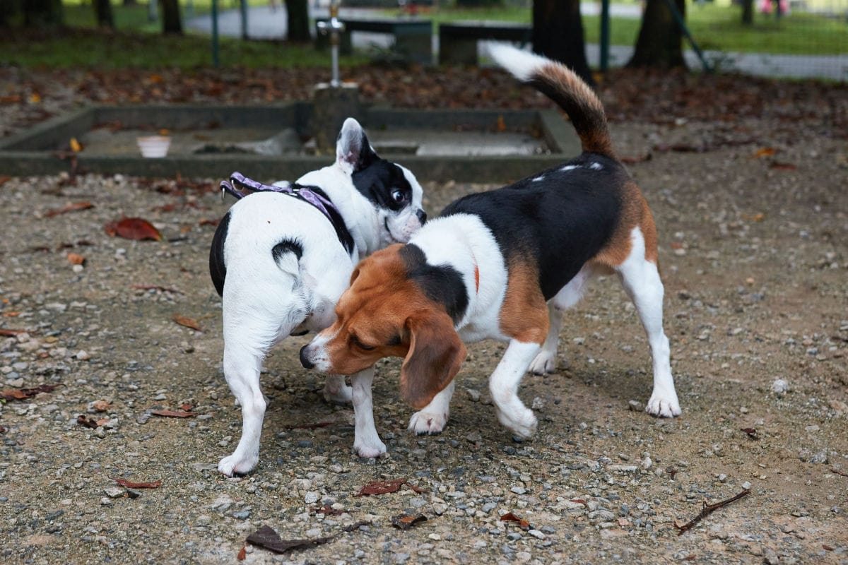 Why Do Dogs Sniff Butts? All the Answers to the Canine Nose-to-Butthole Ritual.