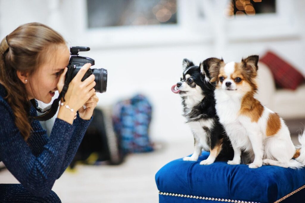 dog holiday photos
