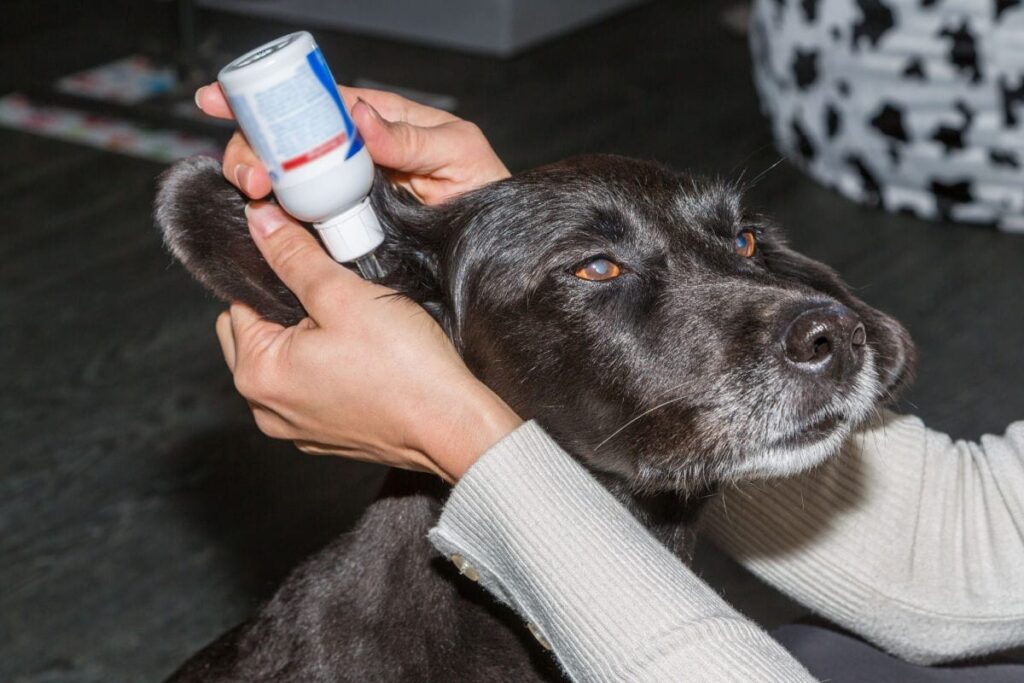 how to clean dog ears