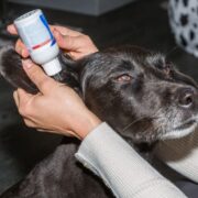 how to clean dog ears