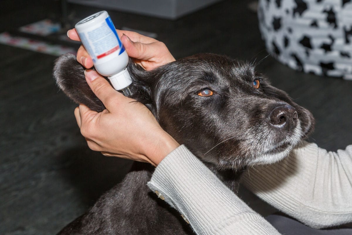 Listen Up! And Learn How to Clean a Dog’s Ears